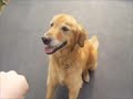 Evil Puppu