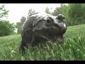 Screeming Frog