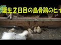 誕生鳥
