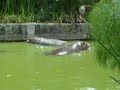 hipopotamos african zafari puebla hipopotamos african zafari puebla