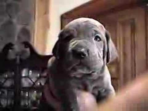 neapolitan mastiff