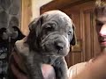 Neapolitan Mastiff puppy 4 weeks old \"Big Brutus\" Neapolitan Mastiff puppy 4 weeks old \"Big Brutus\"