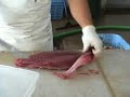 Filet a Tuna for Sashimi Filet a Tuna for Sashimi