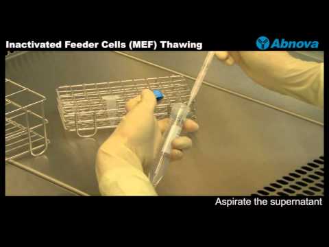 how to isolate mef cells