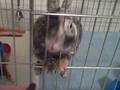 videos de MacKenzie Bunnies - TREAT TIME!