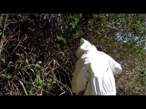 beekeeping part 3 harvesting a swarm beekeeping part 1 checking for 