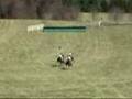 Unbridled Lad at Warrenton