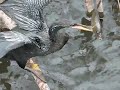 anhinga smacks big fish anhinga smacks big fish