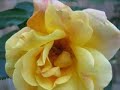 Brian McKay - Berlioz, Voici des Roses, Damnation de Faust