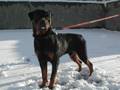 Rottweiler video