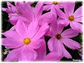 Valse des fleurs d'été
