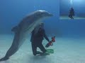 Awesome Dolphin Experience in Grand Bahamas