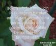 Murat Polat