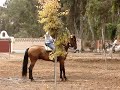 caballos horses