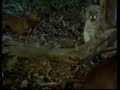 Cougar Vs Dogs