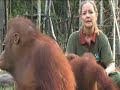 A Postcard from Borneo A Postcard from Borneo