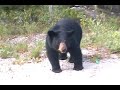 Black Bear Ontario Canada