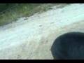 Black Bear Ontario Canada