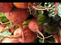 Travel Canada: Travel Nova Scotia-Nova Scotia Travel Video PostCard