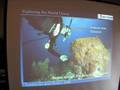 Ocean Life - Sponges to Worms