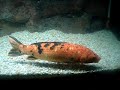 Pequeña carpa by CaArLozX