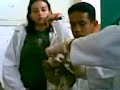 anatomia veterinaria corazon