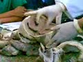 anatomia veterinaria corazon