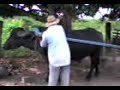 Bufalo Adestrado