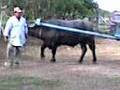 Bufalo Adestrado