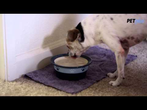 how to eliminate bad dog breath