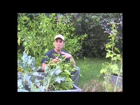 Garden tips - Start the timer and let's go!! Yes 5 common sense useful garden tips in less than 5 minutes. Can Ray do it or will he ramble on and talk for 30 minutes AGAIN...