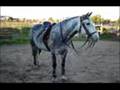 haras