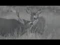 Monster Mule Deer 2007 Monster Mule Deer 2007
