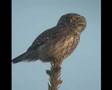 videos de Eurasian Pygmy-owl