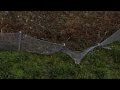 Norwegian helicopter Induces a Rock Fall beside a Fjord