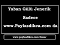Sila Yaban Gülü Jenerik dizi muzigi