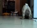 Pug video