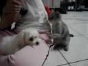 funny pets