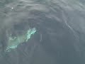 Deadfish Charters 104 lb Cobia that did not get away