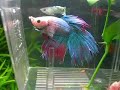 Betta comiendo lombriz