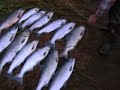 Kenai Reds 