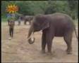 KIKEN ELEPHANT