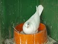 ONCE RAZAS DE PALOMAS