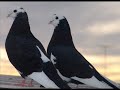 ONCE RAZAS DE PALOMAS