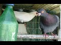 ONCE RAZAS DE PALOMAS