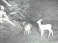 Whitetail-Skunk-Surp