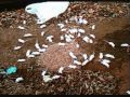 100 Mice Let Loose in an Old Barn 100 Mice Let Loose in an Old Barn