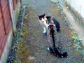 Cat Fight Cat Fight