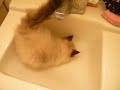 Himalayan cat Goma cleaning my sink