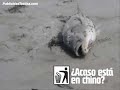 Ponga la basura en su lugar  ...¿Acaso está en chino?